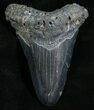 Bargain Angustidens Tooth - Pre-Megalodon #5629-1